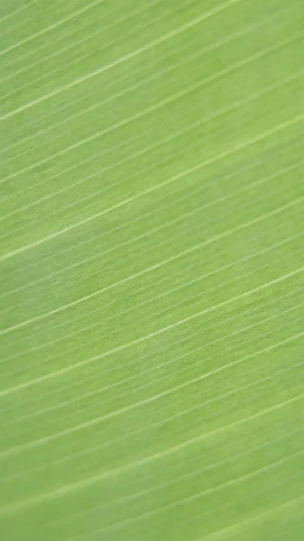 Yeşil palmiye yaprağı. Soyut doku