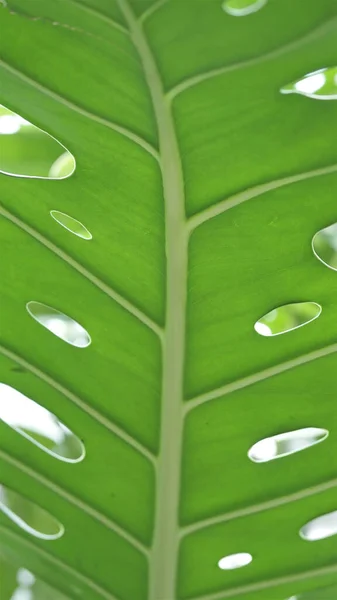 Yeşil palmiye yaprağı. Soyut doku