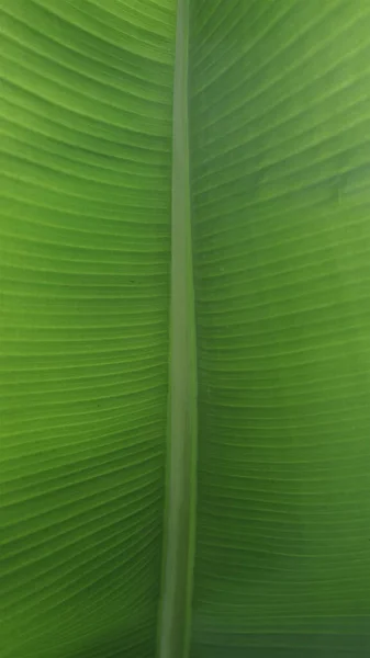 Yeşil palmiye yaprağı. Soyut doku