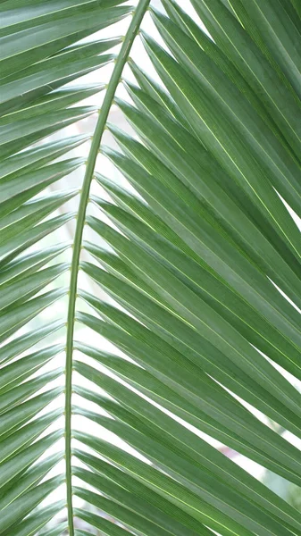 Yeşil palmiye yaprağı. Soyut doku