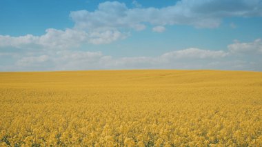 Kolza tohumu tarlası tamamen çiçek açmış, Ukrayna