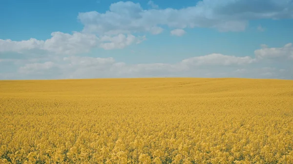 Kolza tohumu tarlası tamamen çiçek açmış, Ukrayna