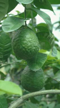 Ağaçtaki yeşil limon bulanık yeşil zemin