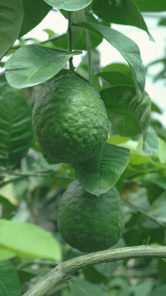 Ağaçtaki yeşil limon bulanık yeşil zemin