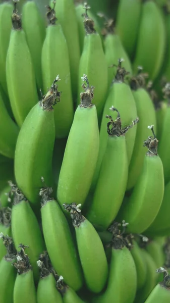 Hintergrund Der Grünen Bananen Garten — Stockfoto