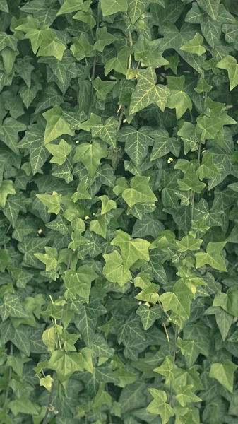 Yeşil sarmaşık arkaplan, bir sürü sarmaşık yaprağı.