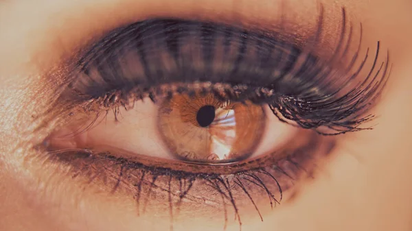 Dişi kahverengi göz. Makro çekim.