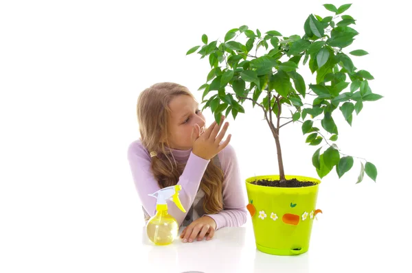 Schoolgirl and the tangerine tree in the green pot — Stock Photo, Image