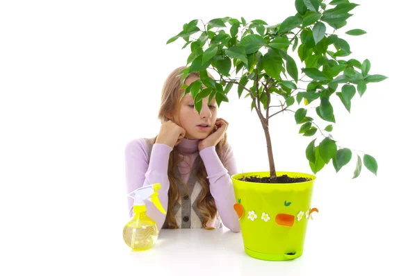 Schoolgirl and the tangerine tree in the green pot — Stock Photo, Image