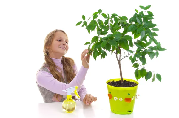 Schoolgirl and the tangerine tree in the green pot — Stock Photo, Image