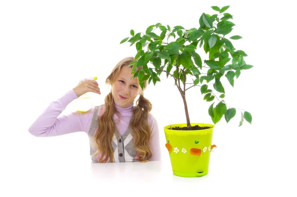 Schoolgirl and the tangerine tree in the green pot — Stock Photo, Image