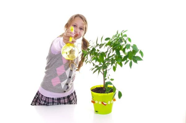 Schoolgirl and the tangerine tree in the green pot — Stock Photo, Image