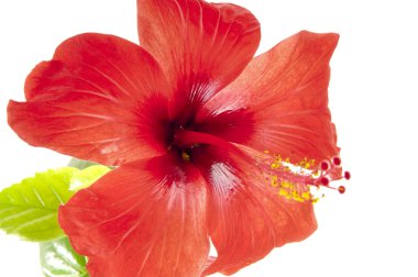 bir hibiscus çiçek