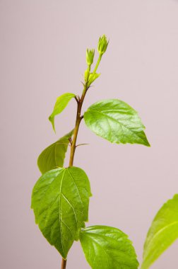 Hibiscus birkaç tomurcukları ile