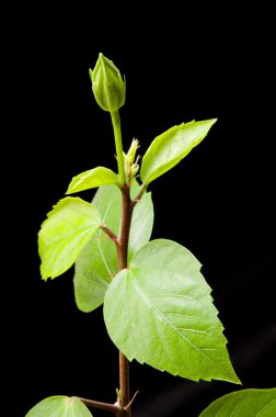 Hibiscus şube ile yaprakları ve siyah arka plan üzerine tomurcukları