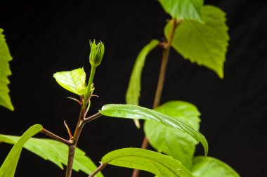Hibiscus şube ile yaprakları ve siyah arka plan üzerine tomurcukları