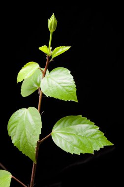 Hibiscus şube ile yaprakları ve siyah arka plan üzerine tomurcukları