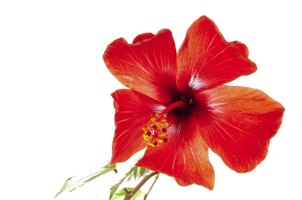 Flor de un hibisco — Stockfoto
