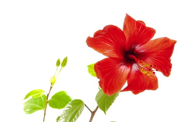 Flor de un hibisco — Stockfoto