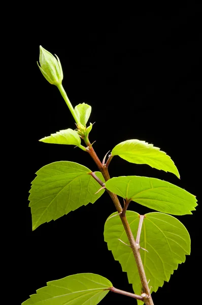 Hibiskuszweig mit Blättern und Knospen auf schwarzem Hintergrund — Stockfoto