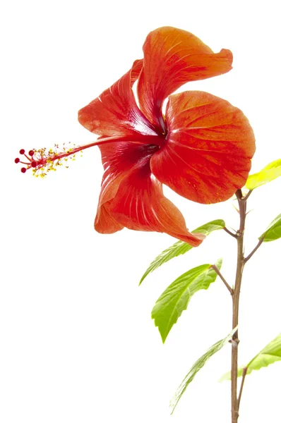 Blume eines Hibiskus — Stockfoto