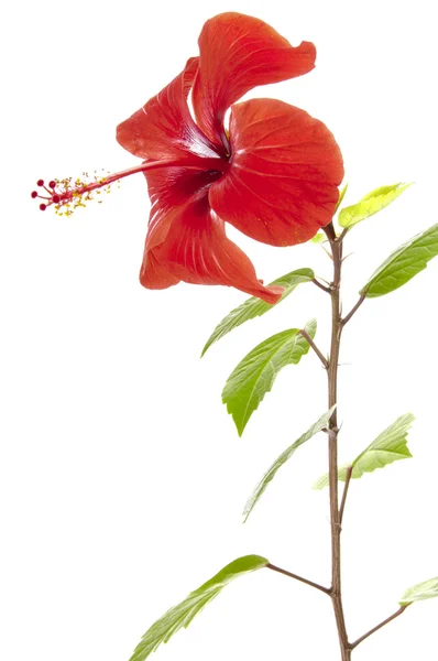 Blomma av en hibiskus — Stockfoto