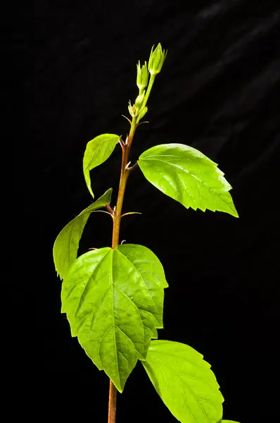 Hibiscus branch with leaves and buds on the black background — Stock Photo, Image