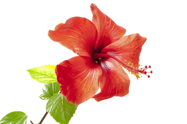 La flor del hibisco —  Fotos de Stock