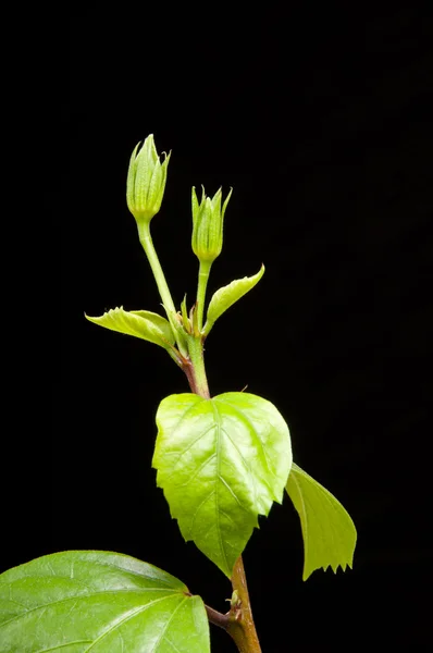 Hibiskuszweig mit Blättern und Knospen auf schwarzem Hintergrund — Stockfoto