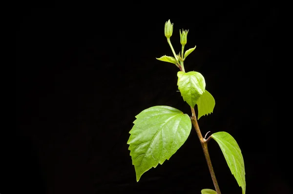 Hibiscus branch with leaves and buds on the black background — Stock Photo, Image