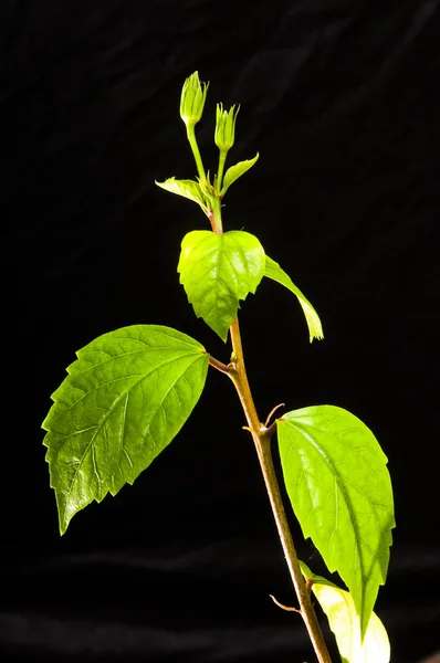 Hibiscus branch with leaves and buds on the black background — Stock Photo, Image