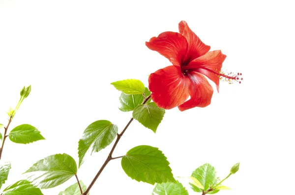 ハイビスカスの花 — ストック写真