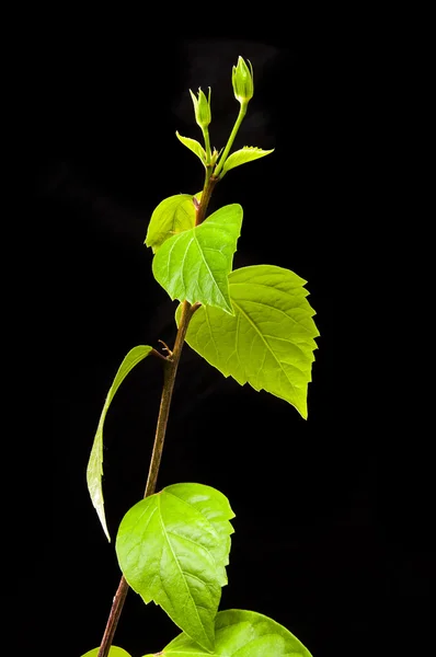 Hibiscus branch with leaves and buds on the black background — Stock Photo, Image
