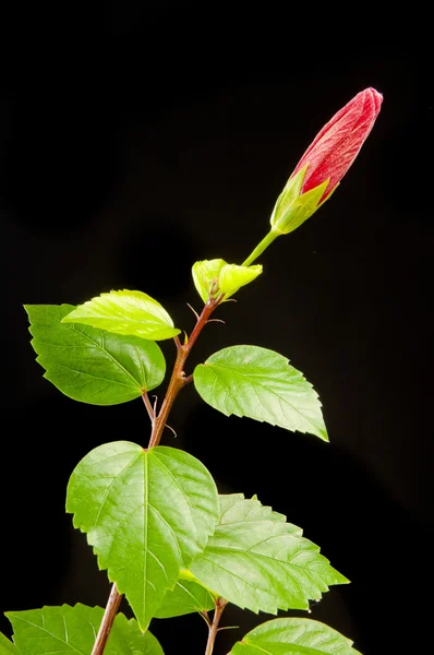 Expanded flower of a hibiscus — Stock Photo, Image