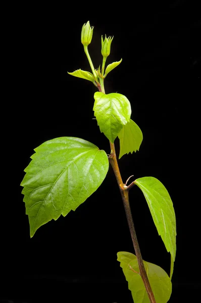 Hibiscus branch with leaves and buds on the black background Stock Photo