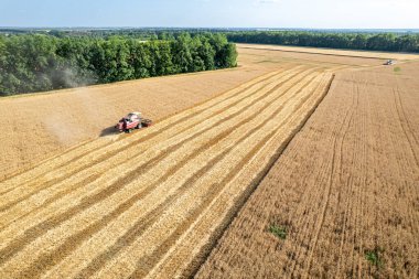 Tarladaki bir hasat aracı tahıl topluyor ve tahıl yüklemek için bir kamyon yaklaşıyor. Hava görünümü.