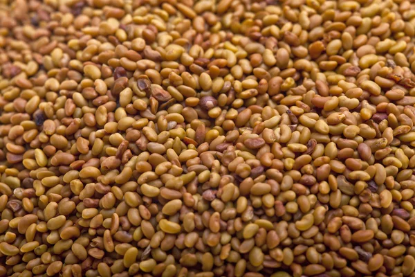 Alfalfa seeds — Stock Photo, Image