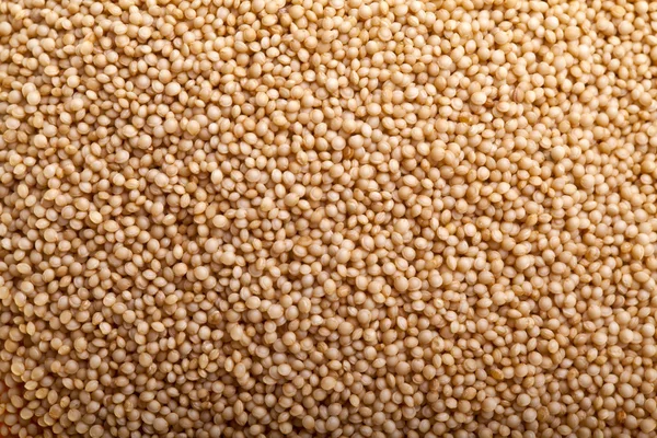 Amaranth frön Royaltyfria Stockbilder