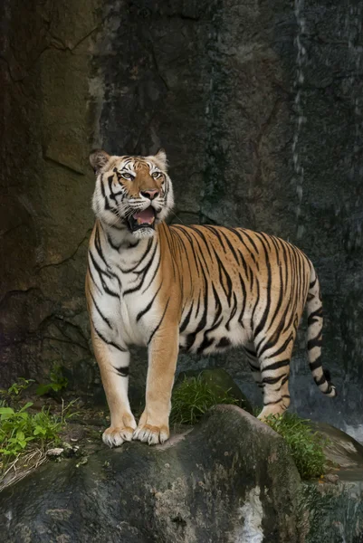 Tiger stå på rock i djurparken — Stockfoto