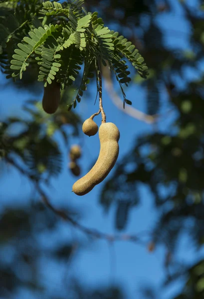 demirhindi pod demirhindi ağacında odaklanmak