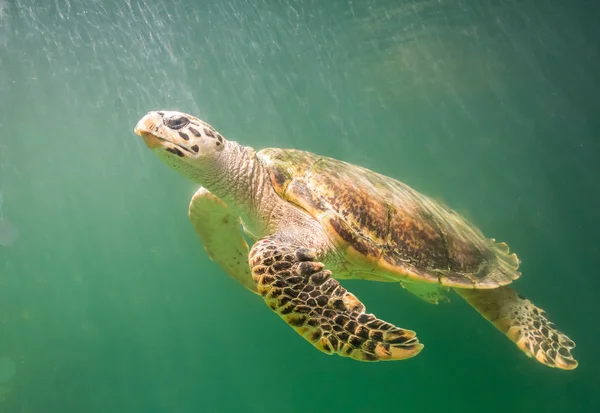 Tartaruga marinha sob o mar verde profundo — Fotografia de Stock