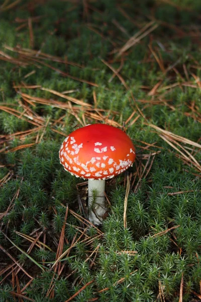 Röda Flugsvampar - giftig svamp. — Stockfoto