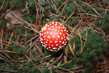 Kırmızı amanita - Zehirli mantar.