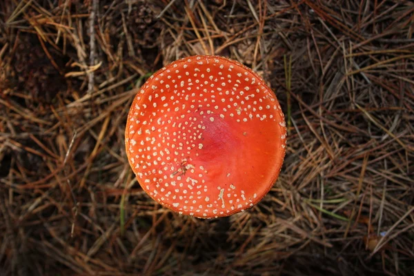 Röda Flugsvampar - giftig svamp. — Stockfoto