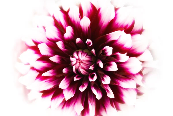 Flor de Dahlia — Fotografia de Stock