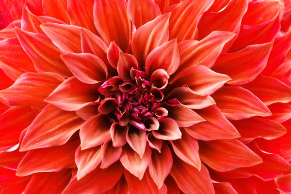 Red Dahlia flower Stock Picture