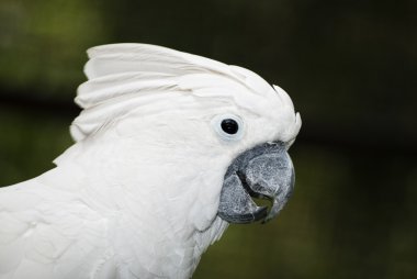 şemsiye Kakadu