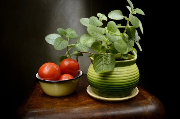 Nature morte avec basilic et tomates — Photo