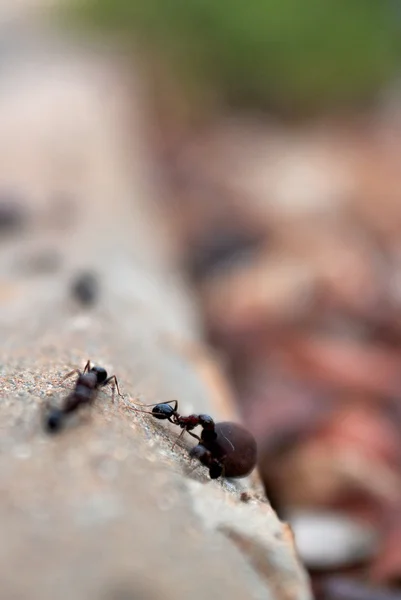 Formigas vermelhas de madeira — Fotografia de Stock