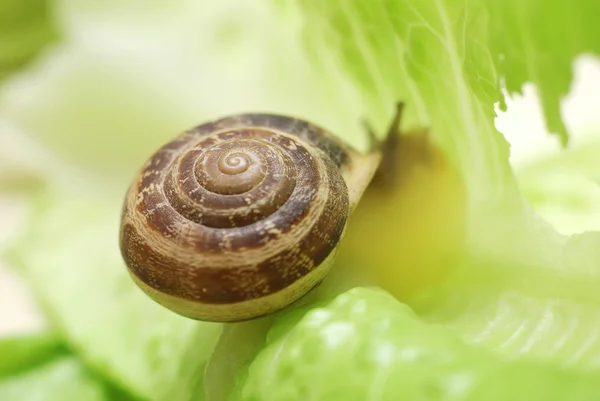 Close-up te slak op groene achtergrond — Stockfoto